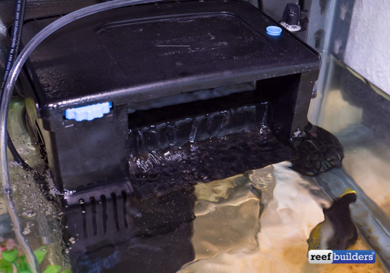 How To Set Up A Simple & Effective Quarantine Tank Reef Builders