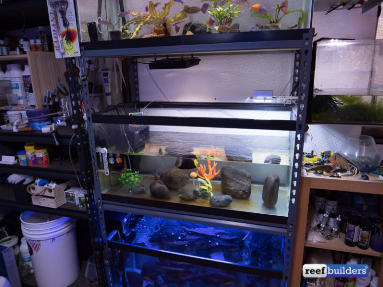 How To Set Up A Simple & Effective Quarantine Tank Reef Builders