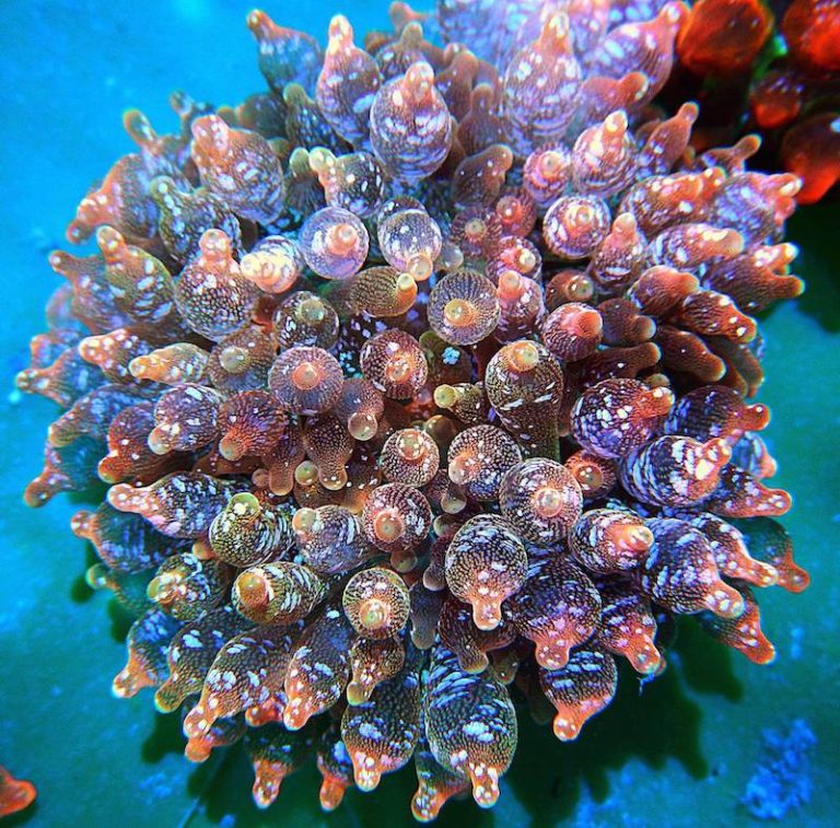 The Challenge Of Adding Bubble Tip Anemones To A Stocked Reef System