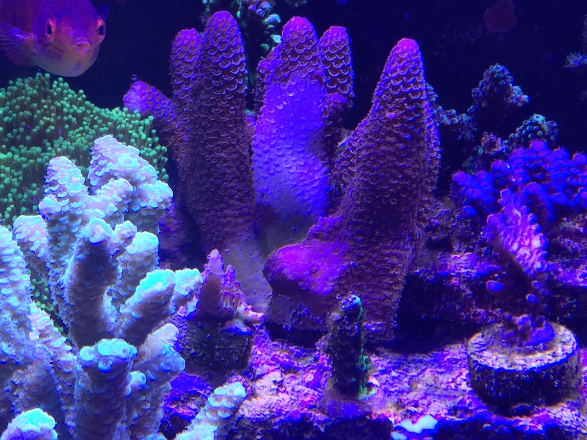 Things You Should Know About Saltwater Aquarium Maintenance