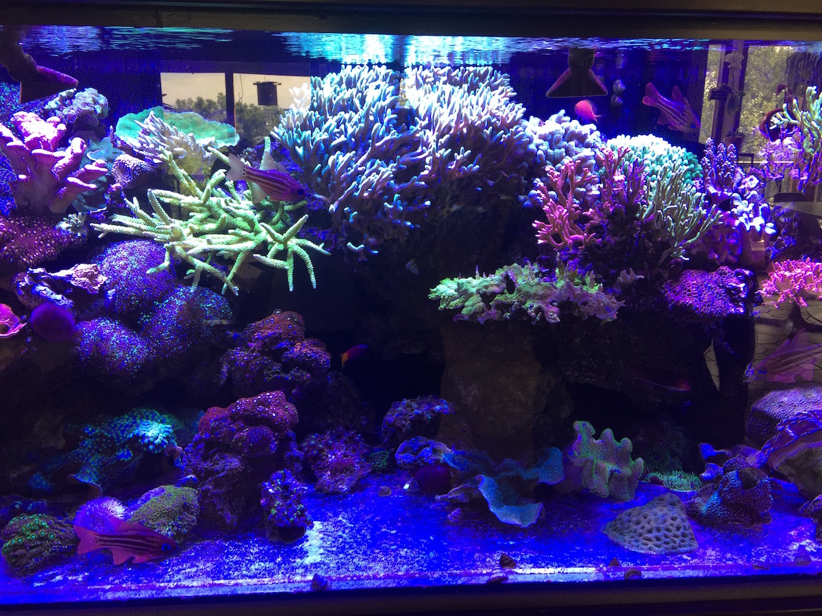 Things You Need To Do And Should Be Doing Regularly | Reef Builders ...