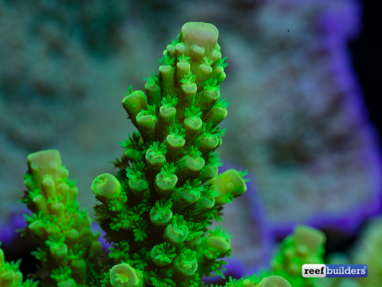 My Favorite Corals: Toxic Green Acropora florida | Reef Builders | The ...
