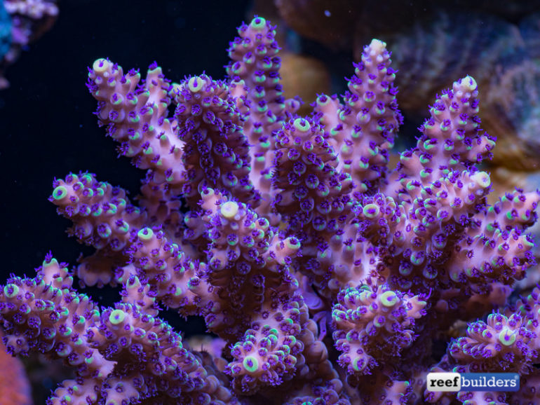 Ask Reef Builders #3: How Long Should I Cycle A Reef Tank Before ...