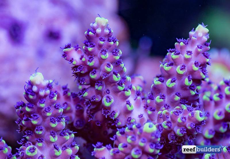 My Favorite Corals: Blueberry Shortcake Acropora nasuta | Reef Builders ...