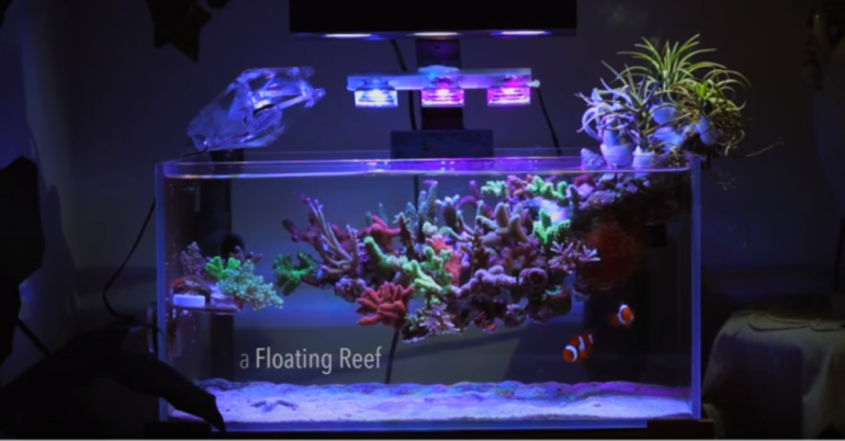 Amazing “floating” Nano Reef video | Reef Builders | The Reef and