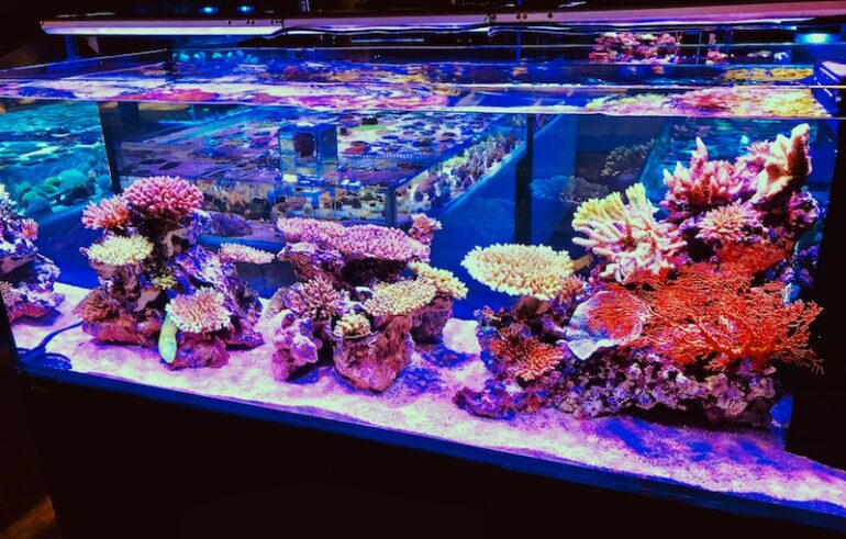 the aquarium store