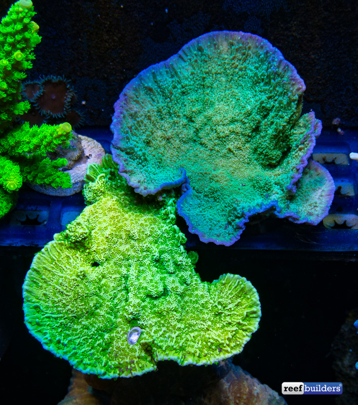 Five Reasons Sponges Are BAD For A Coral Reef Aquarium Reef Builders