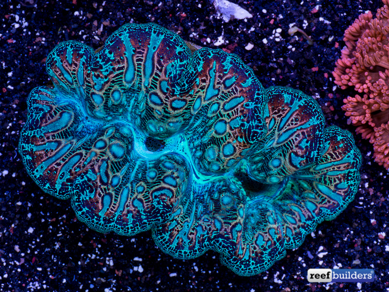 How Hybrid Tridacna Clams are Made Reef Builders The Reef