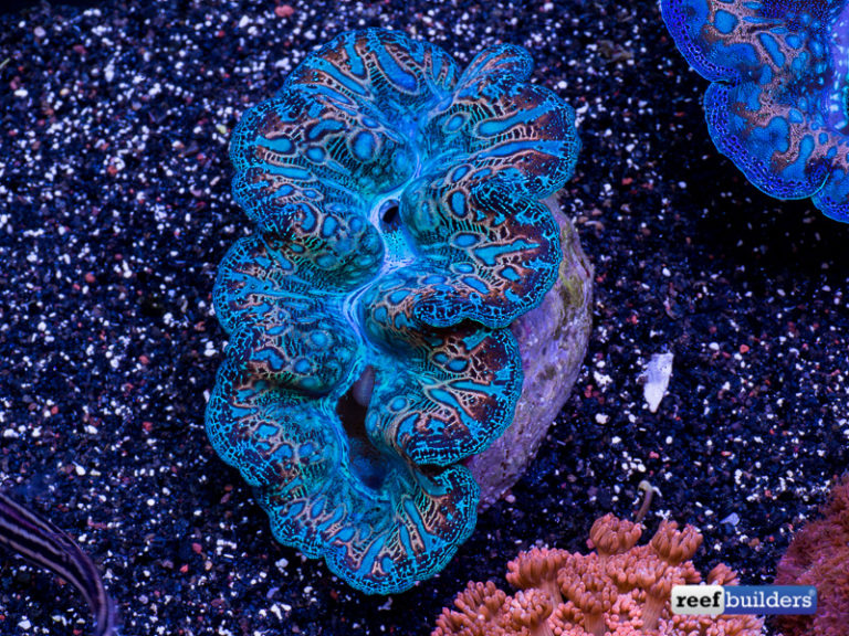 These Breeder Mandarin Crocea Clams Are Untouchable | Reef Builders ...