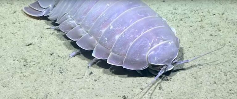 Giant isopod captured swimming deep in the Gulf of Mexico | Reef ...
