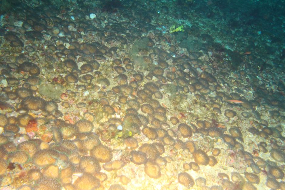 Millions Of Diaseris Found In Deep Reef Habitat At Ningaloo Reef