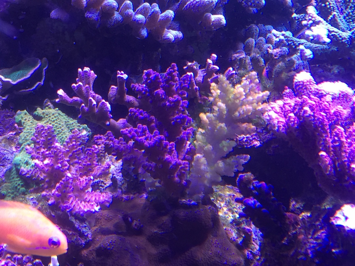 My Corals are Dying: Why?, Reef Builders