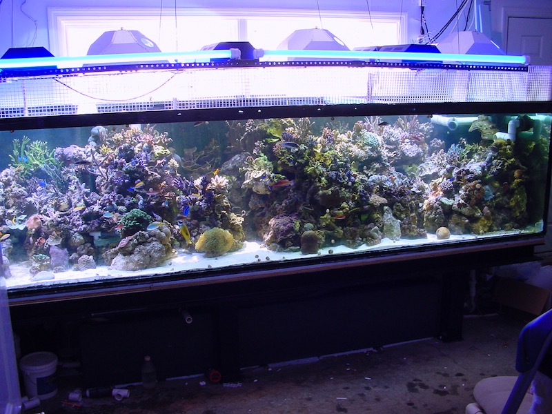 60 Gallon Rimless Tonga Tank- Reef Aquarium 