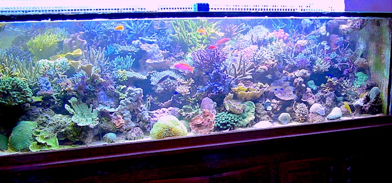 60 Gallon Rimless Tonga Tank- Reef Aquarium 