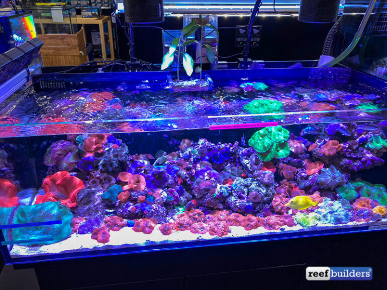 The Reef and Saltwater Aquarium Blog