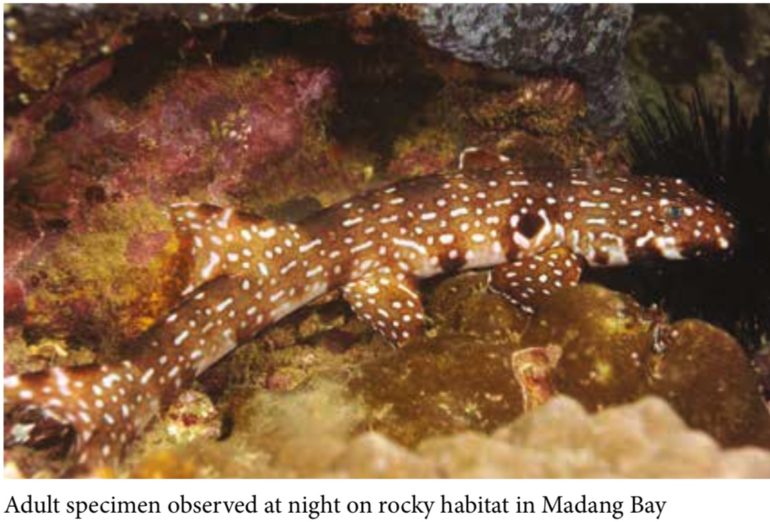 Free Sharks & Rays of Papua New Guinea eBook Reef Builders The Reef and Saltwater Aquarium Blog