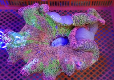 Malu Anemone Care And Breeding Reef2reef Saltwater And Reef Aquarium Forum