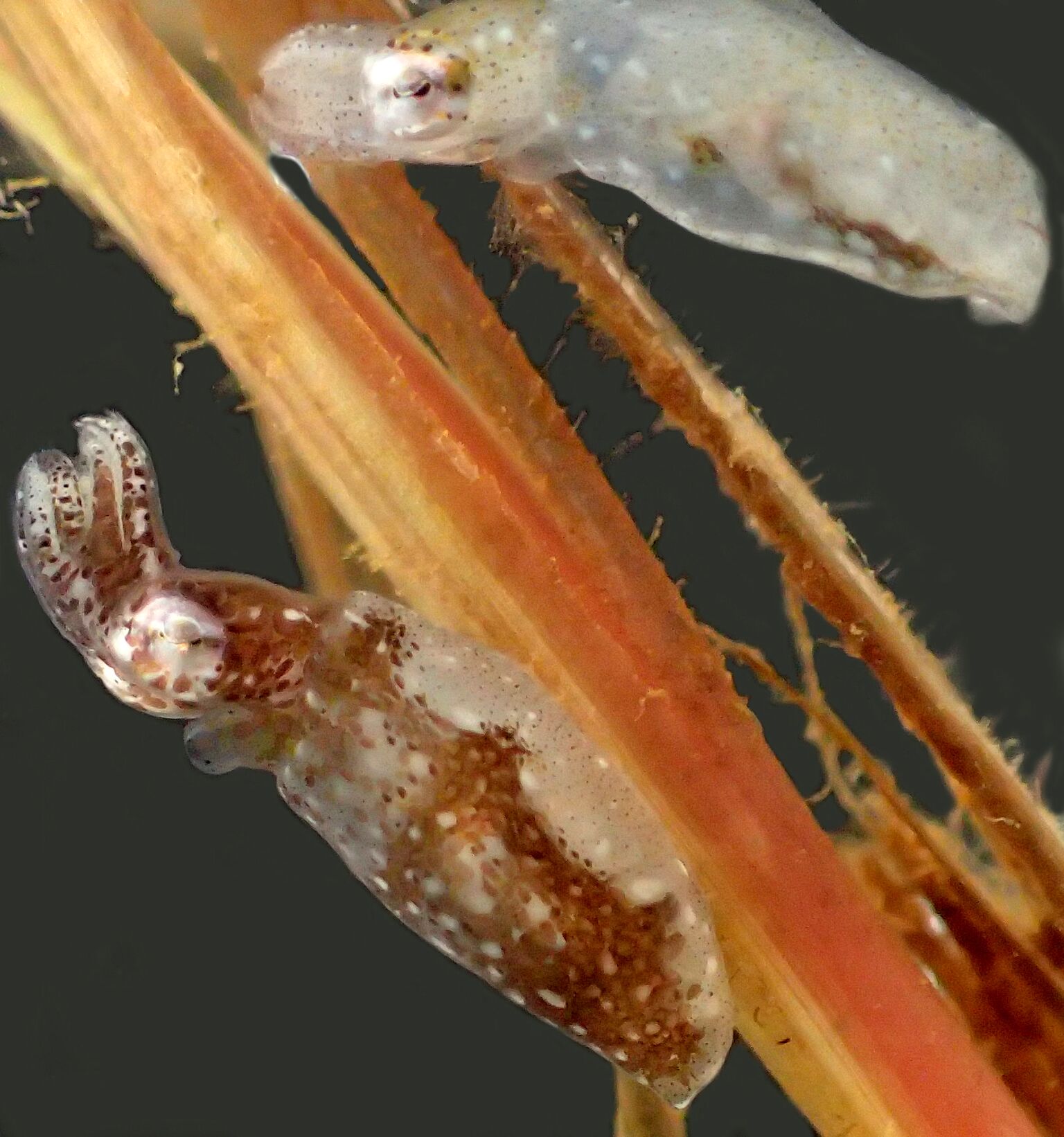New Species Of Pygmy Squid Discovered In Australia Reef Builders