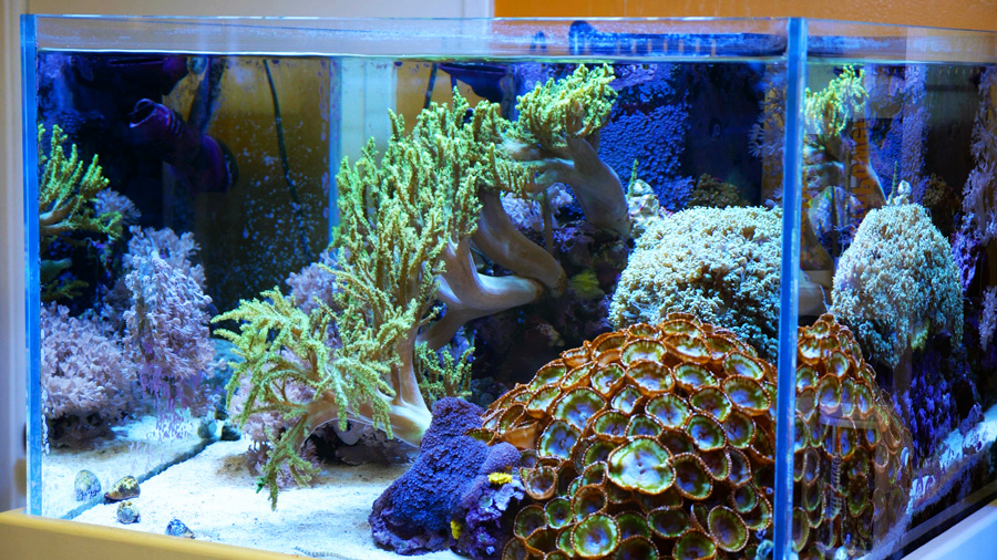 Top Five Tips To Have A Really Really Clean Looking Aquarium