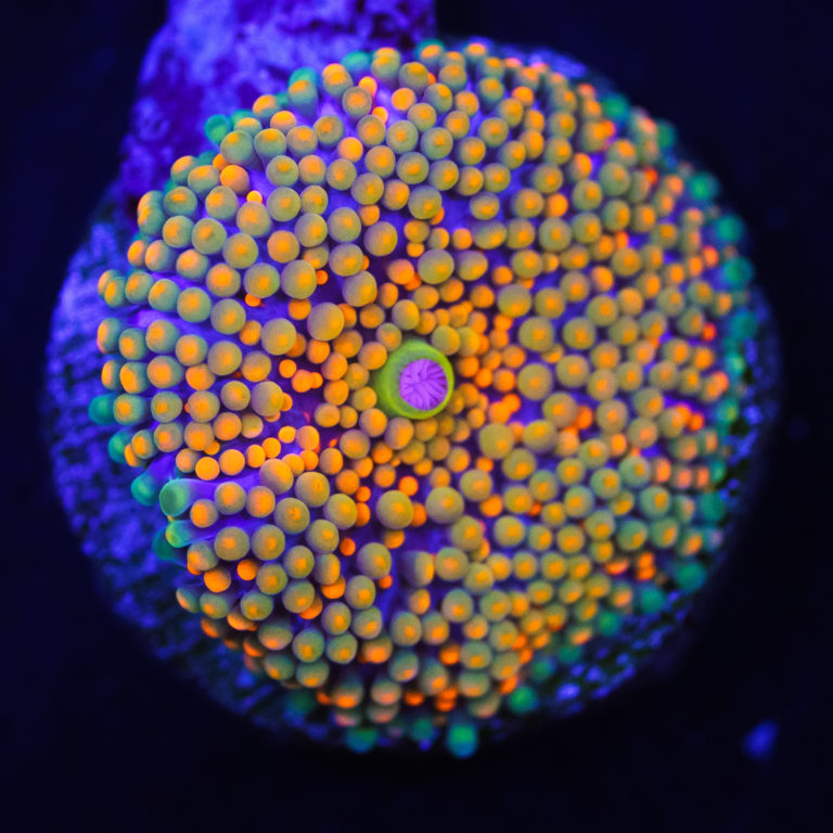 Fast Growing Corals To Quickly Fill Your Saltwater Aquarium Reef