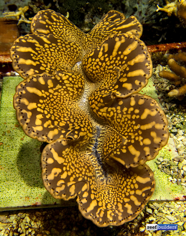 maxima clam size