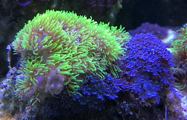 STOP Adding Blue Polyps to your Reef Tank! | Reef Builders | The Reef ...