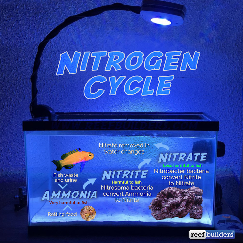 How Long Does It Take To Cycle A Tank? Aquarium nitrogen cycle