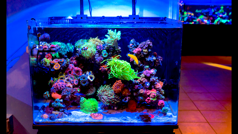 A Rare Presentation by World Wide Corals at ReefStock 2018 [VIDEO