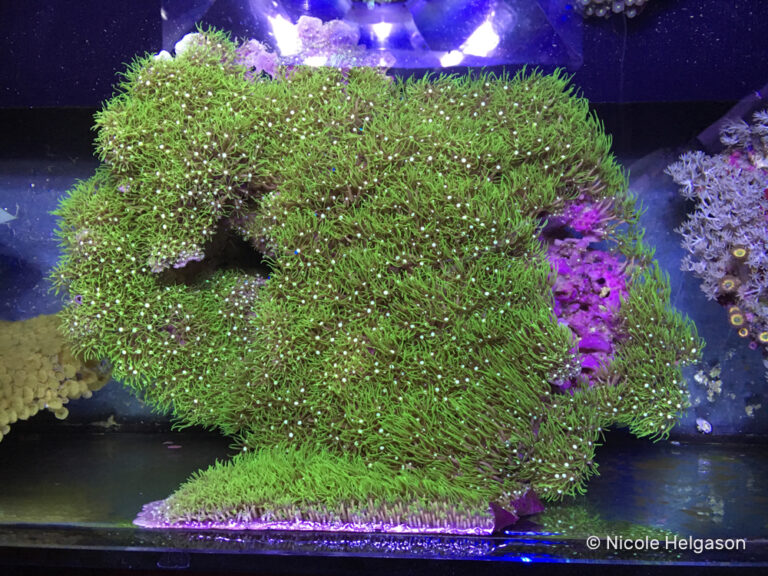 Fast Growing Corals To Quickly Fill Your Saltwater Aquarium Reef