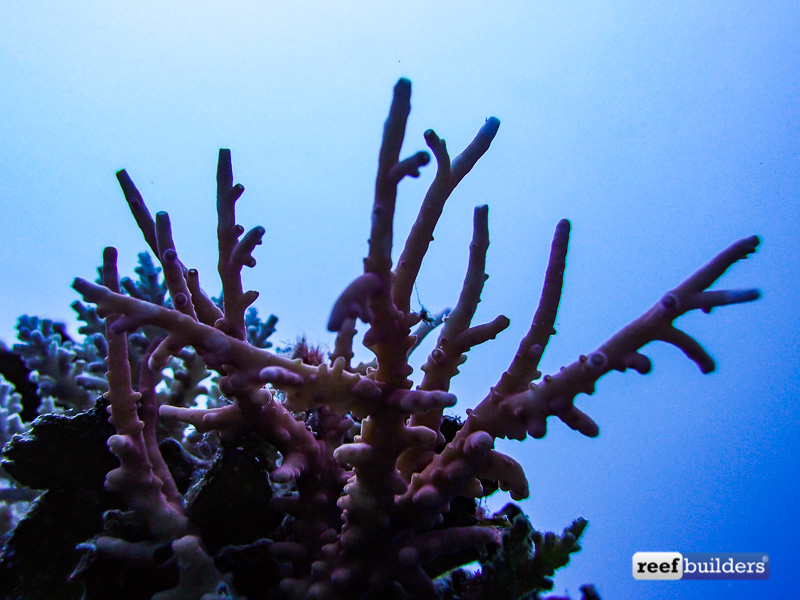 Staghorn Acropora Coral (Acropora sp.) Species Profile