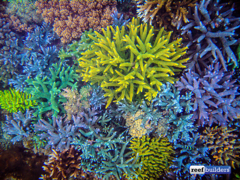 When Coral Farms Coral Reefs Reef Builders The Reef and Saltwater Aquarium Blog