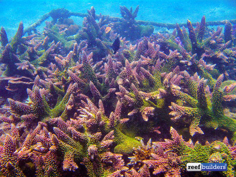 Transport yourself to a natural coral reef 'aquarium' in Indonesia, Reef  Builders