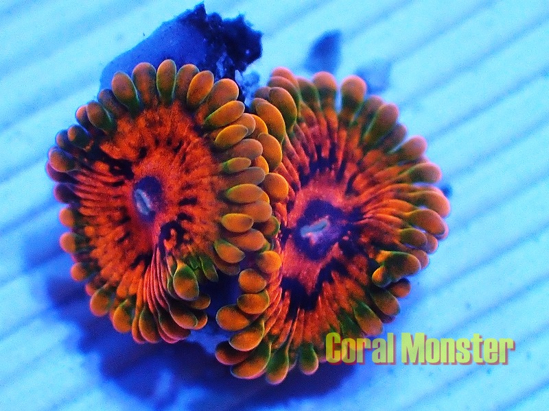 Japan Is Getting In On the Zoanthid Craze | Reef Builders | The