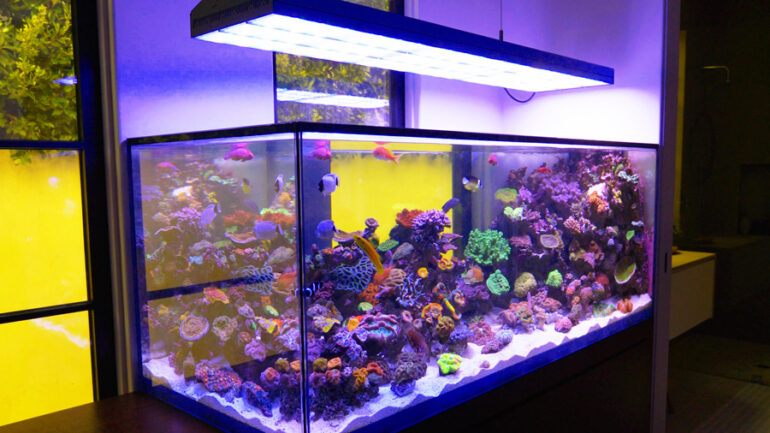 8 Things To Think About Help Find The Perfect Reef Tank Builders And Saler Aquarium Blog - Fish Tank In Wall Cost