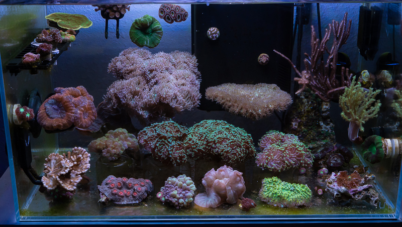 20 gallon saltwater tank