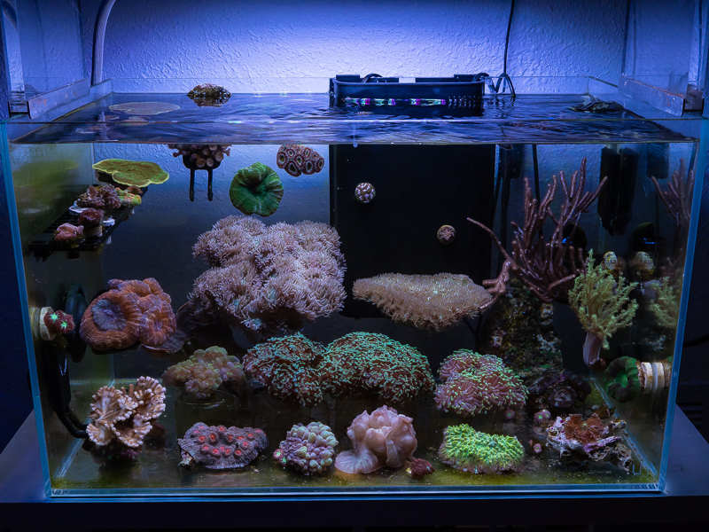 koper lezing Geboorte geven EcoReef Two: This is what a Reef Tank Looks Like With NO Filter | Reef  Builders | The Reef and Saltwater Aquarium Blog