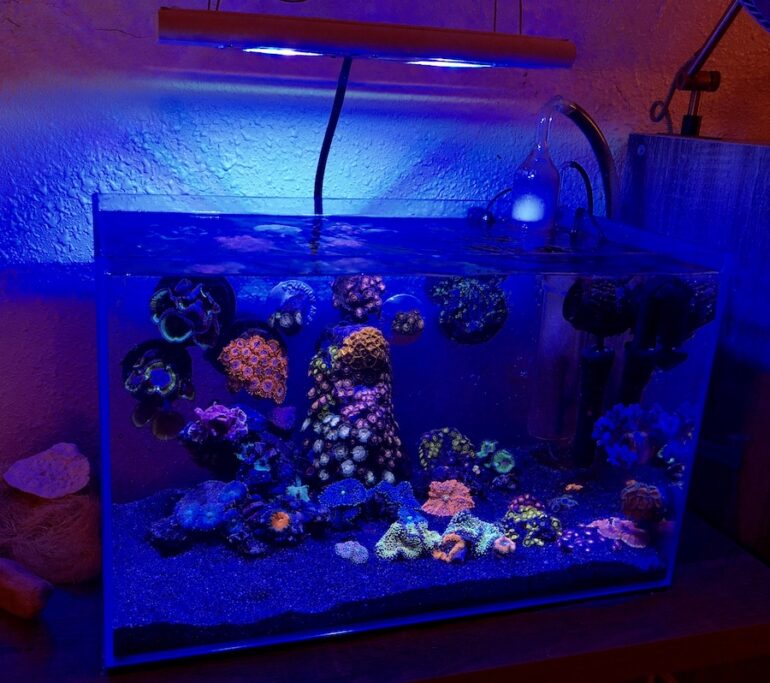 Top 10 Tips for an EASY & Successful Nano Reef Tank | Reef Builders | The  Reef and Saltwater Aquarium Blog