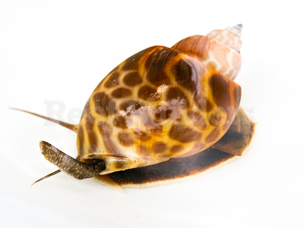 sand sifting snails for reef tank