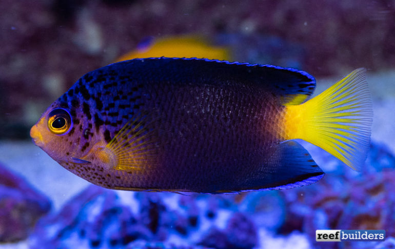 Face to Face with the $18K Debelius Angelfish | Reef Builders | The ...