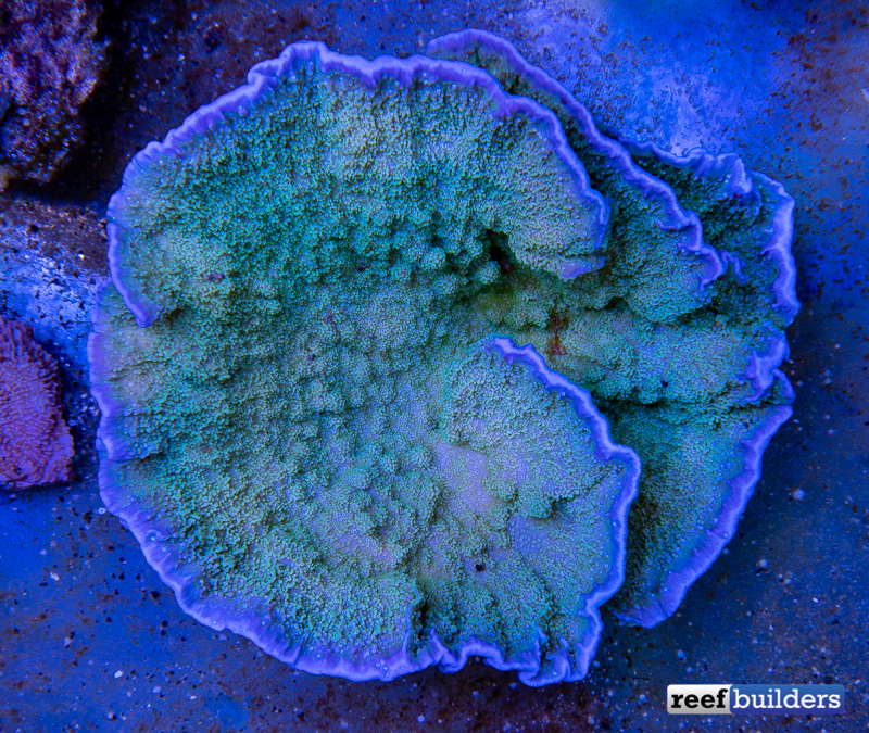 How To Grow The Most INTENSE Purple Rim Monti Cap | Reef Builders | The ...