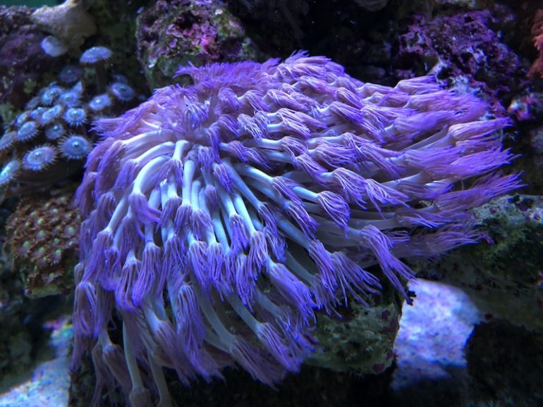 Flowerpot Corals & Everything You Need to Know For Success | Reef