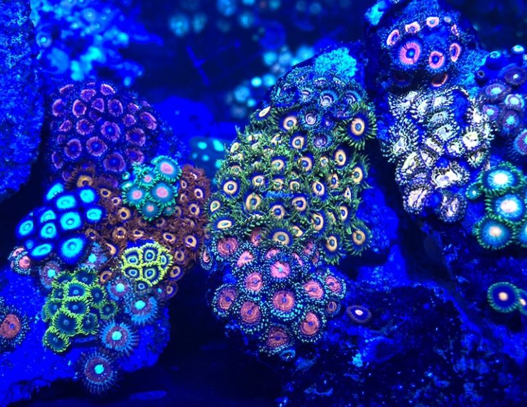 Another Cautionary Tale About Zoanthids [Graphic Warning] | Reef ...