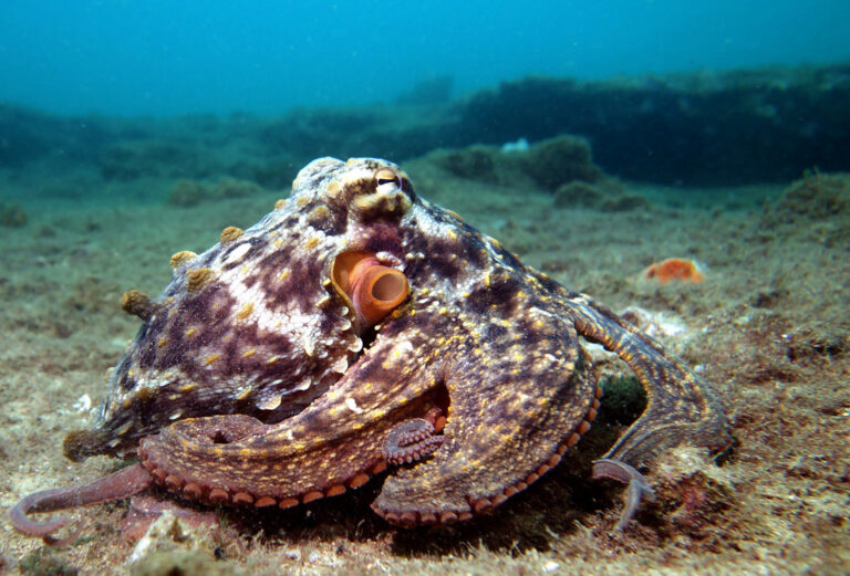 Octlantis is A Rare Octopus Colony in Australia Reef Builders The