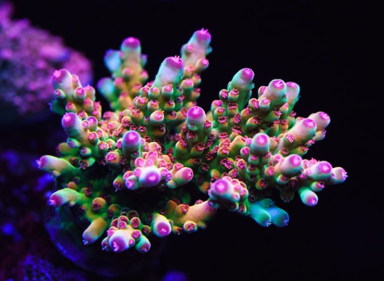 The World Wide Corals 900 Gallon Show Tank 3+ years later | Reef ...