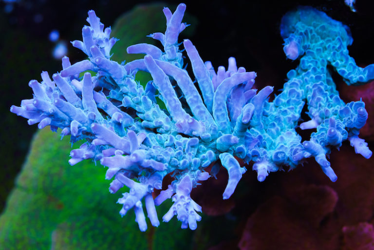 The World Wide Corals 900 Gallon Show Tank 3+ years later | Reef ...