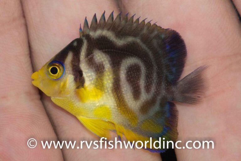 Rare Hybrid Multibar X Venusta Angelfish Collected by RVS Fishworld ...