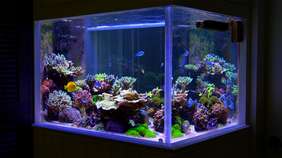 Setup the Most Beautiful 8-Foot Artificial Coral Reef Tank