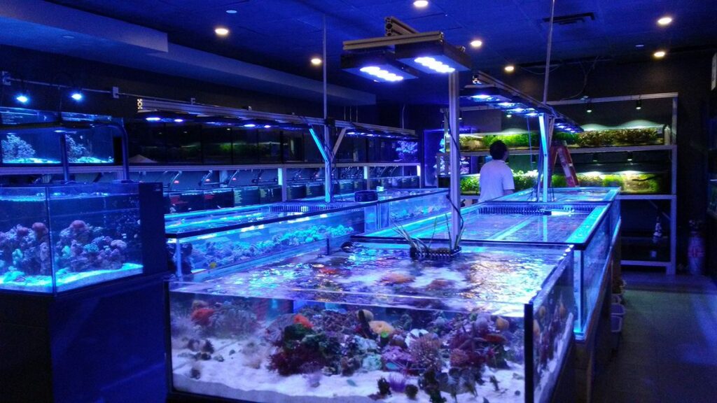 Video Tour of Manhattan Aquariums in New York City Reef Builders The Reef and Saltwater