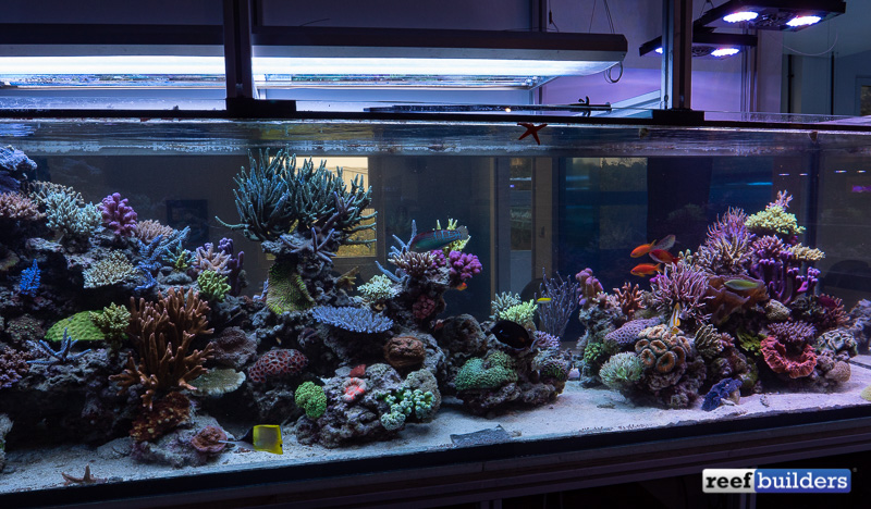 White Cs Display Tank, T5 Aquarium Light Fixtures