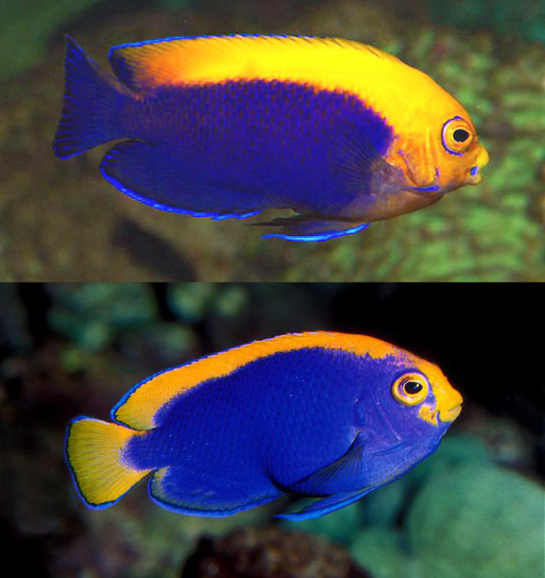 What is the Best Temperature for Hatching Flameback Angelfish Eggs? Reef Builders The Reef